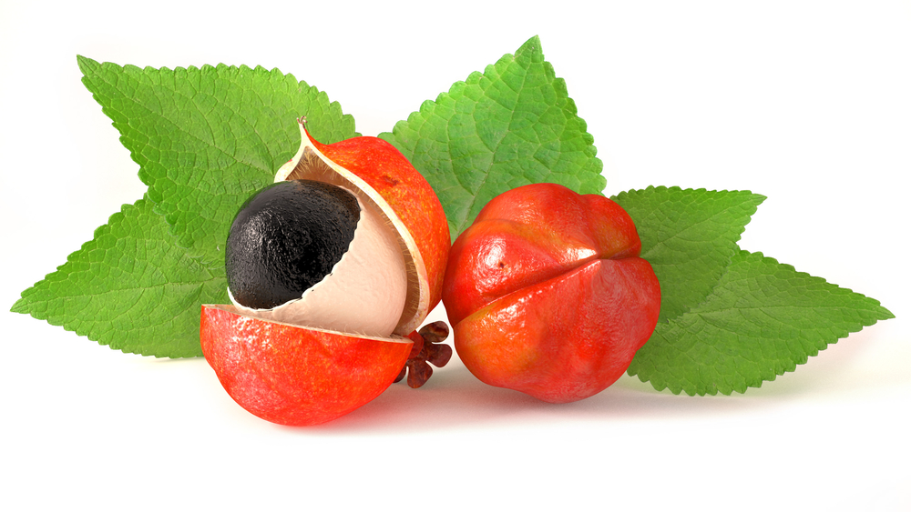 Prava Brazilska Guarana () Prava Brazilska Guarana